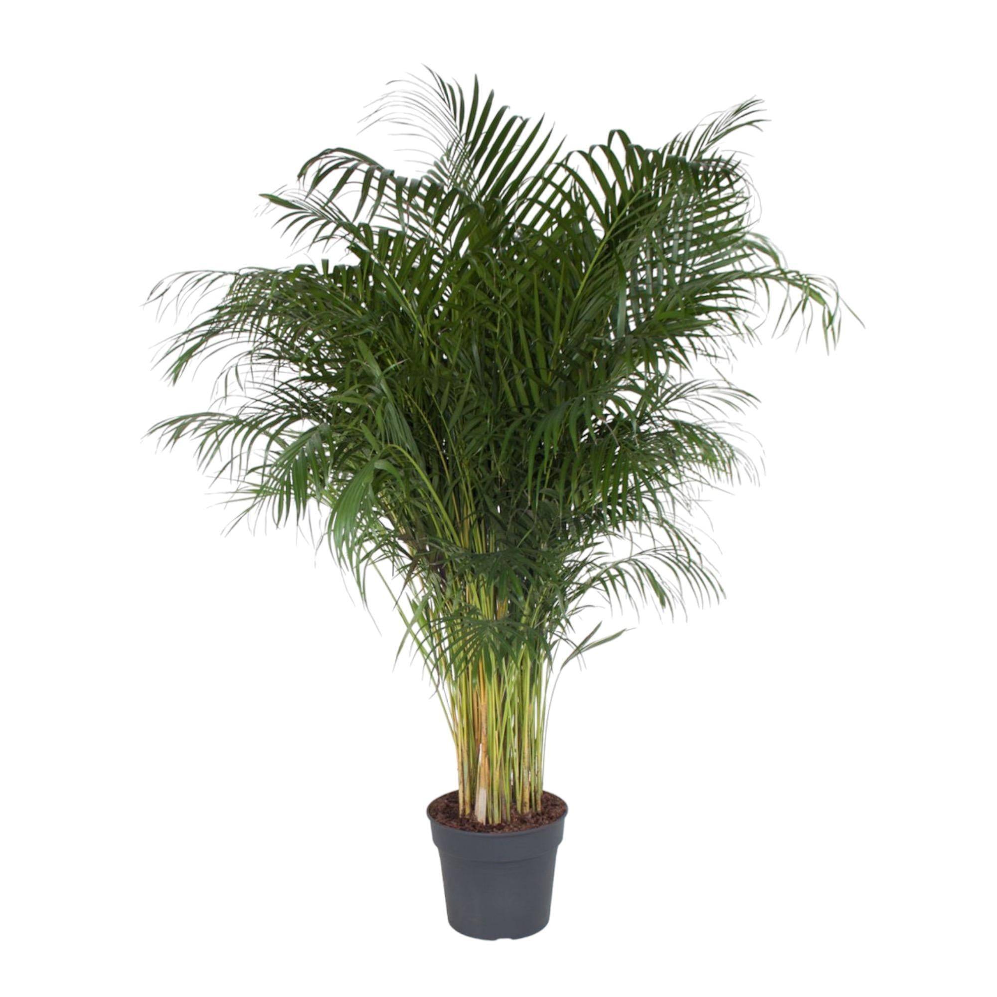 La Green Touch - Dypsis Lutescens - D34 H200cm