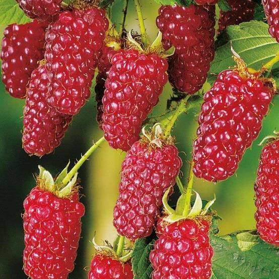 Promesse de Fleurs - Mûre Buckingham Tayberry Bio Pot de 1,5L/2L