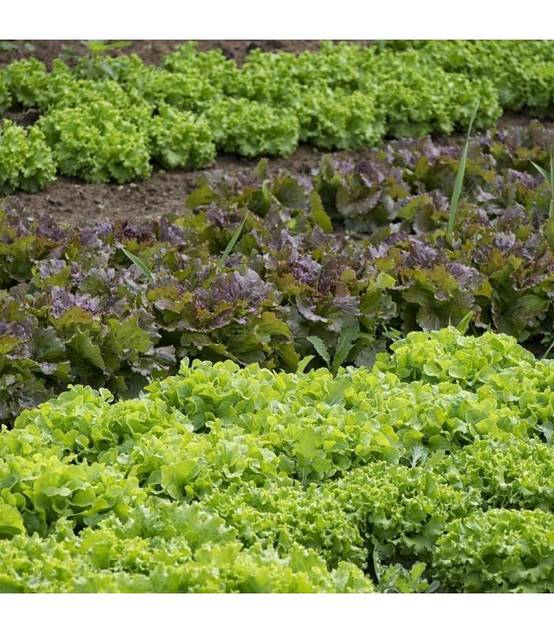 Paillage organique du potager 100% naturel Big bag 500 litres - Image 3