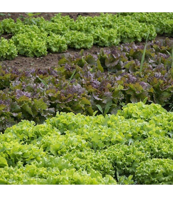 Paillage organique du potager 100% naturel Big bag 500 litres - Image 3
