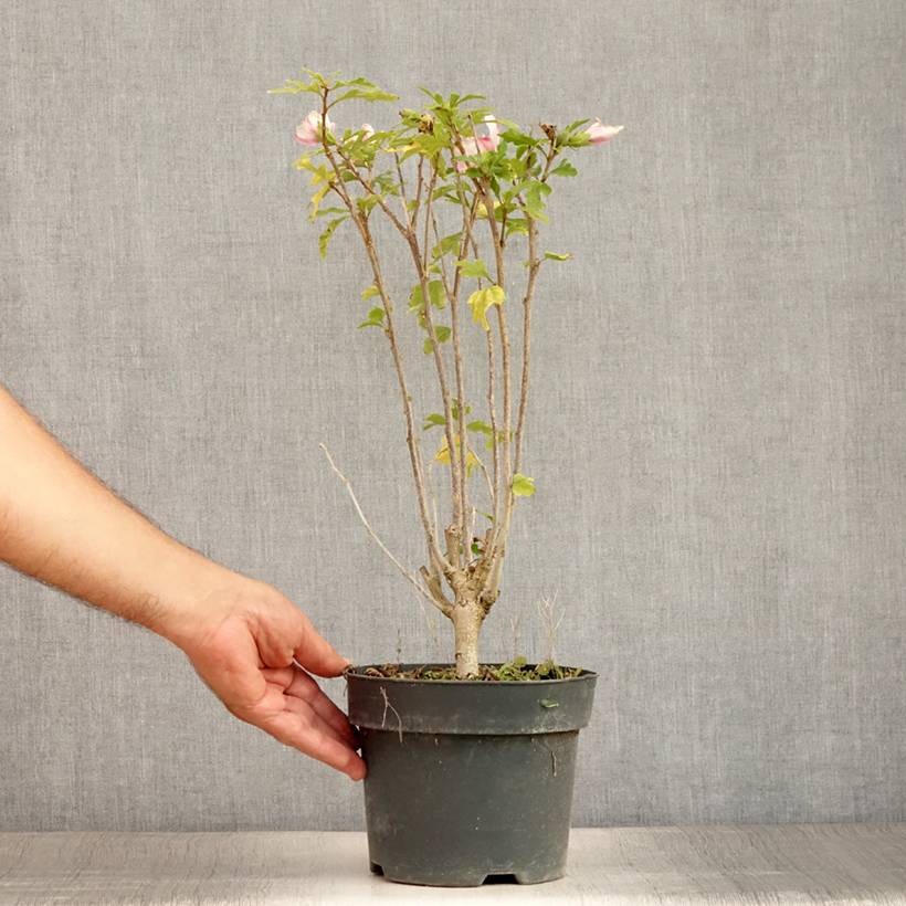 Hibiscus syriacus Leopoldii - Althea en arbre Pot de 2L/3L - Imagen 2