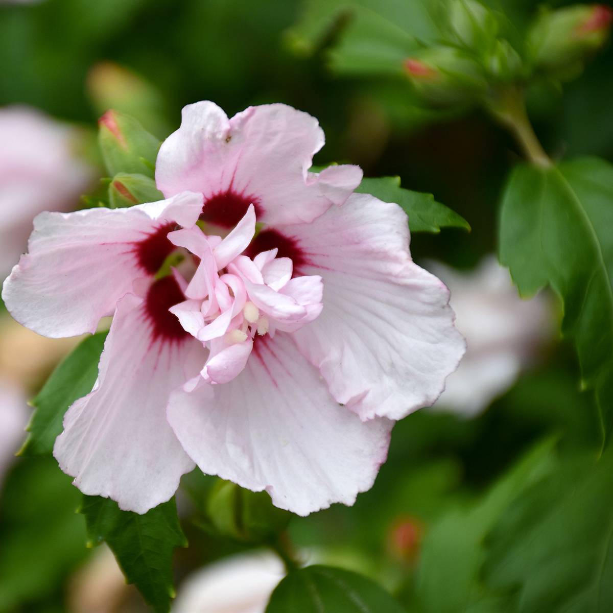 Hibiscus syriacus Leopoldii - Althea en arbre Pot de 2L/3L - Imagen 1
