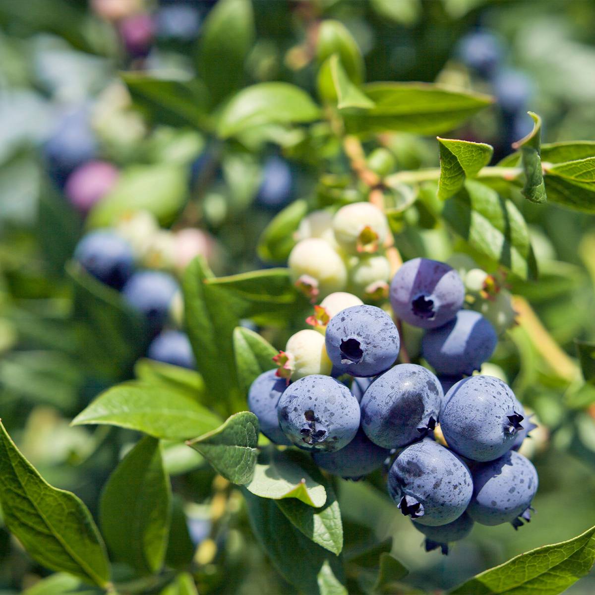 Myrtille d'Amérique - Vaccinium corymbosum Berkeley Pot de 1,5L/2L