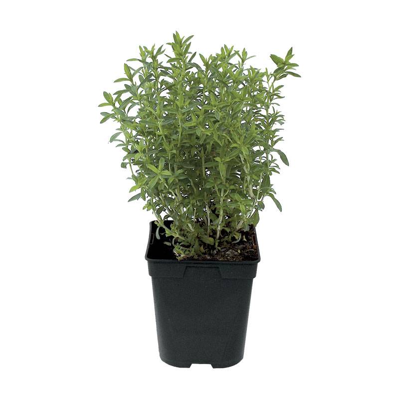 Sarriette pot de 1 litre - Image 1
