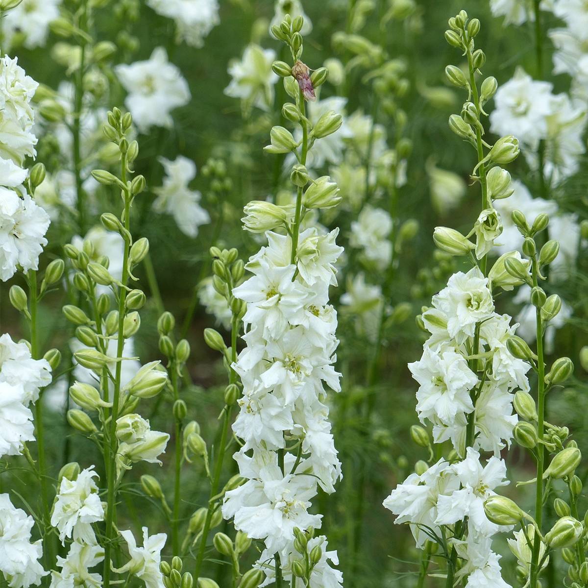 Graines de Delphinium Qis White - Pied d'alouette annuel le sachet de 300 graines environ (1g)
