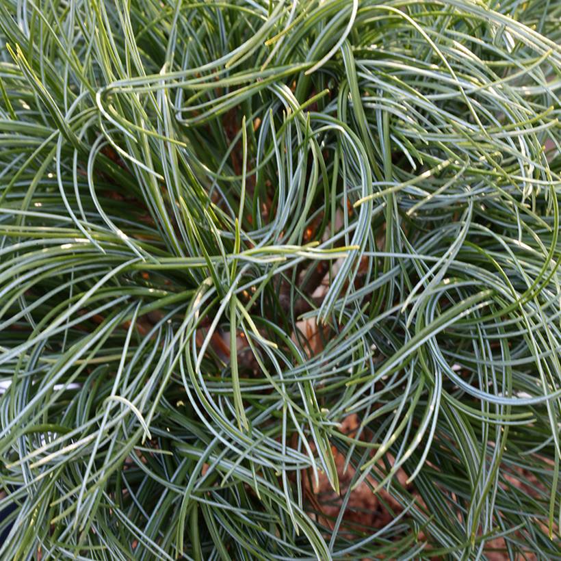 Pin de Weymouth nain - Pinus strobus Green Twist Pot de 2L/3L