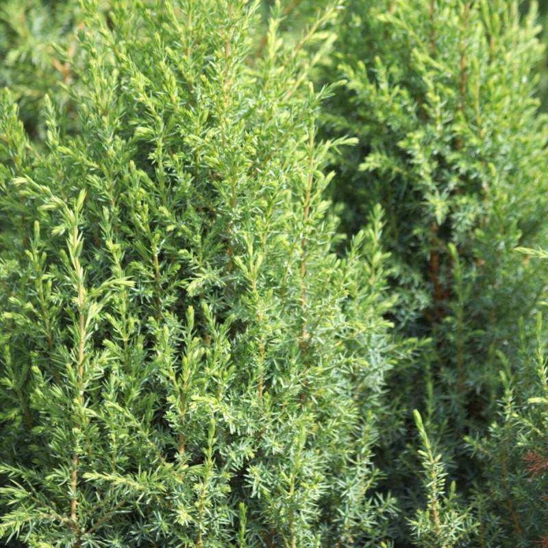 Genévrier commun Compressa, Juniperus - Pot de 3L - 20/40 cm