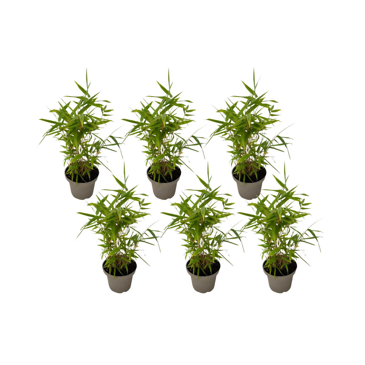 Bambou - Lot de 6 - Fargesia nitida 'Black Dragon' - Hauteur 25-40cm - ⌀14cm - Image 1