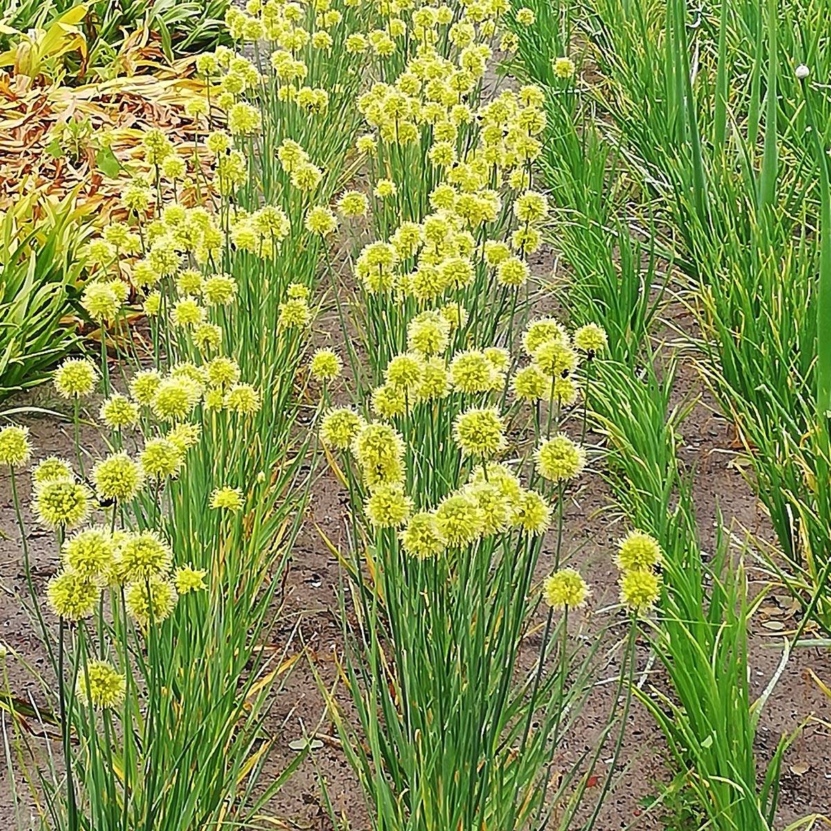 Promesse de Fleurs - Allium obliquum - Ail oblique Bulbe calibre I