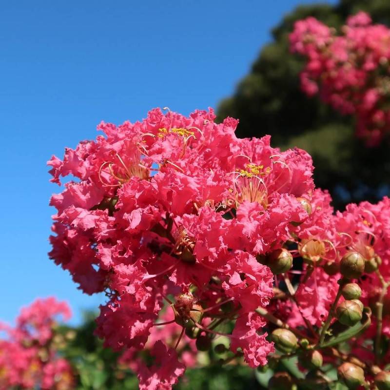Lilas des Indes Dynamite, Lagerstroemia à fleurs Rouge/ - feuillage Caduc - Pot de 10L - 80/120 cm - Image 1