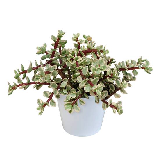 Portulacaria afra panachée- La Green Touch - Image 1