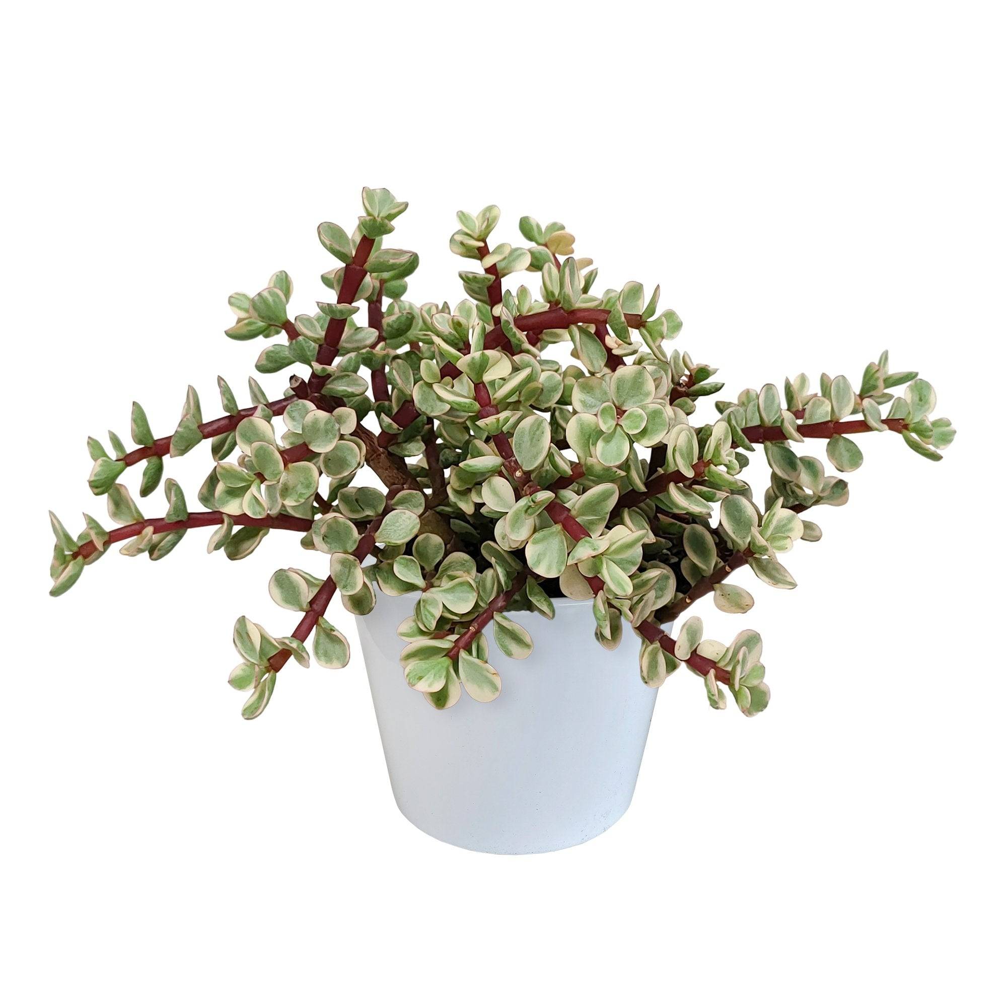 Portulacaria afra panachée- La Green Touch - Image 1