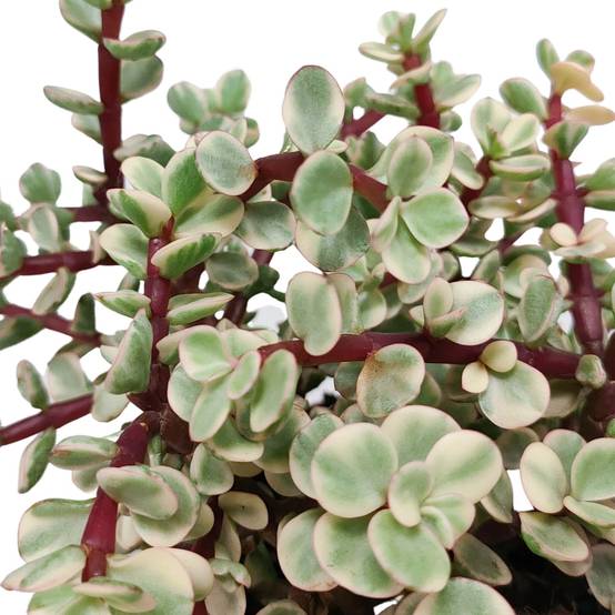 Portulacaria afra panachée- La Green Touch - Image 4
