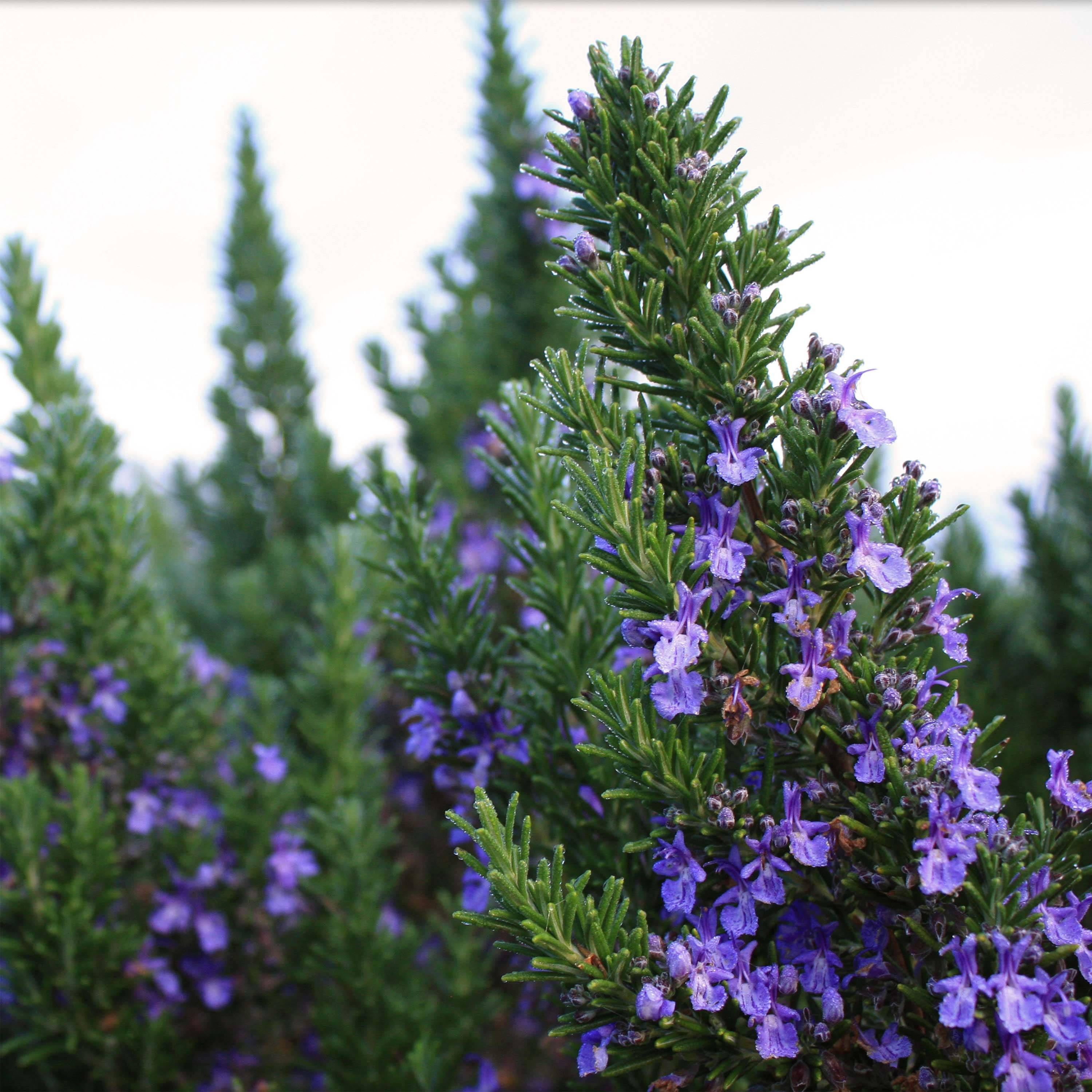 Promesse de Fleurs - Rosmarinus officinalis Mozart - Romarin Pot de 7,5L/10L