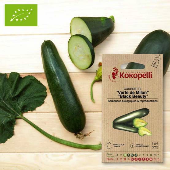 Courgette Verte de Milan- Graines bio à semer - Image 1