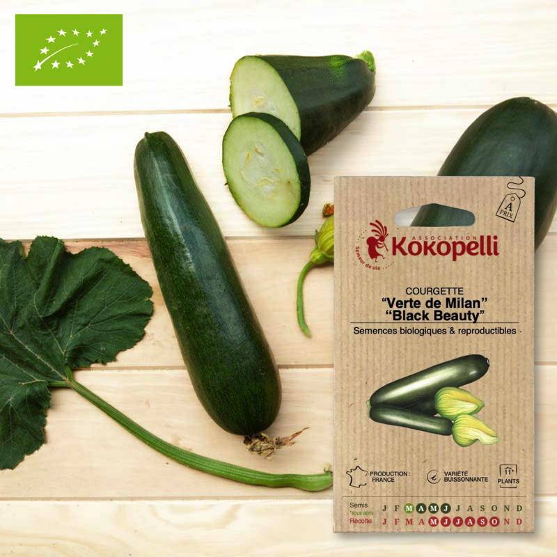 Courgette Verte de Milan- Graines bio à semer - Imagen 1