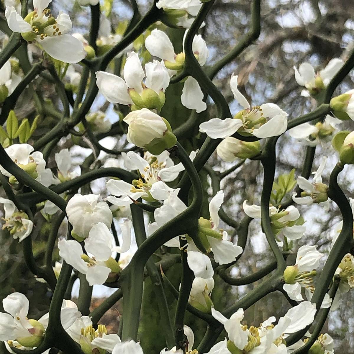 Poncirus trifoliata Flying Dragon - Citronnier tortueux Pot de 2L/3L - Image 1