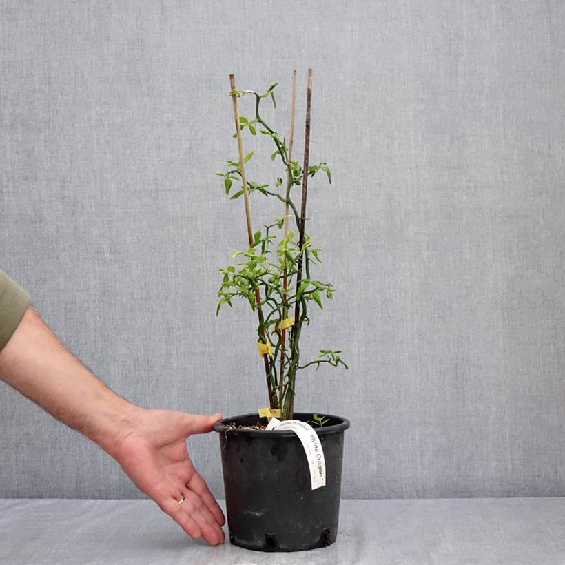 Poncirus trifoliata Flying Dragon - Citronnier tortueux Pot de 2L/3L - Image 2