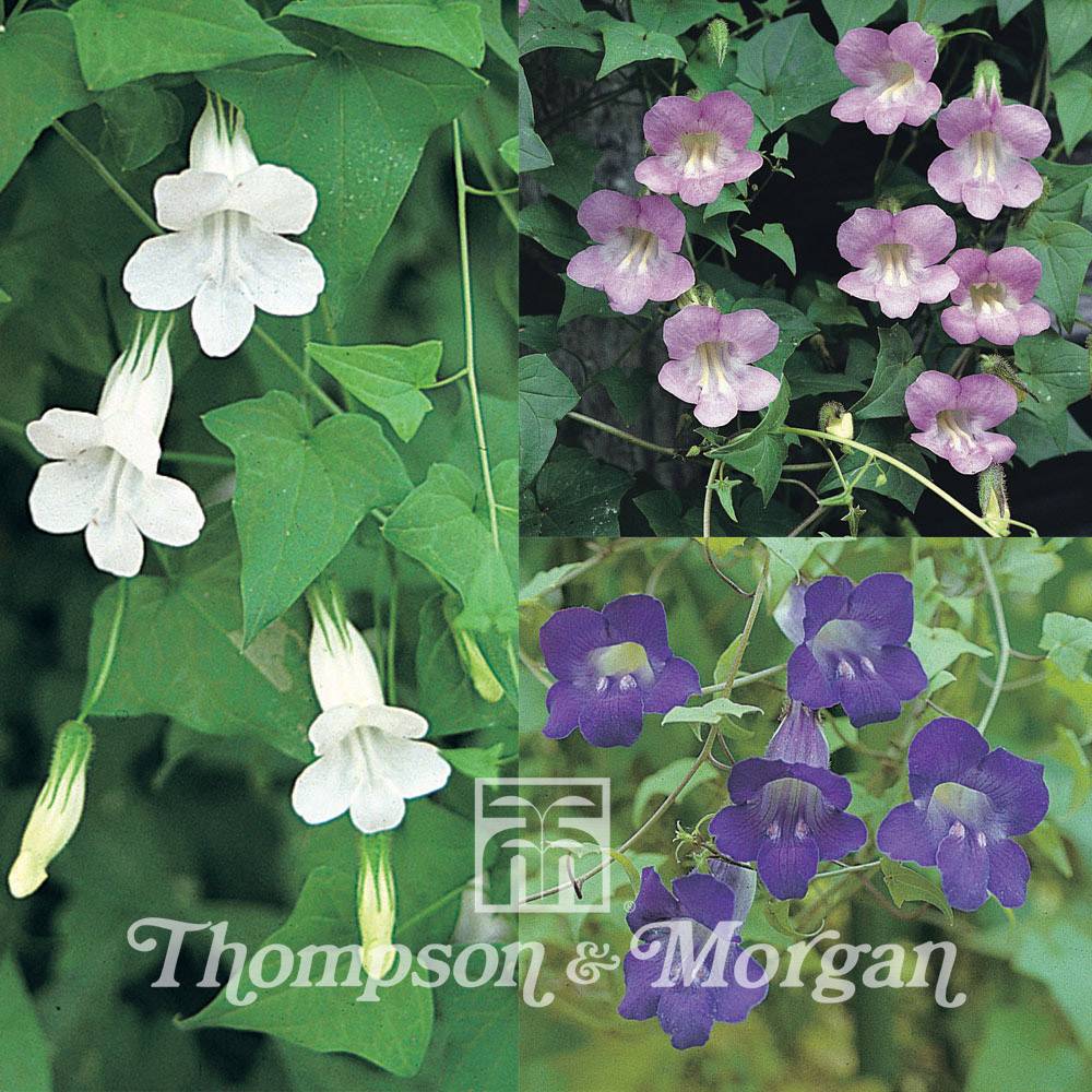 Promesse de Fleurs - Graines d'Asarina scandens Jewel Mixed - Asarine grimpante en mélange le sachet de 20 graines environ (0,01g)