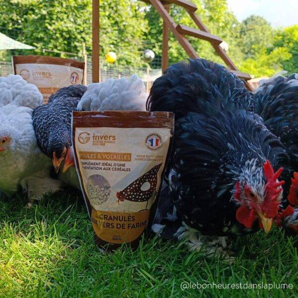 Granulés aux insectes pour poules & volailles 500g - Invers - Imagen 2