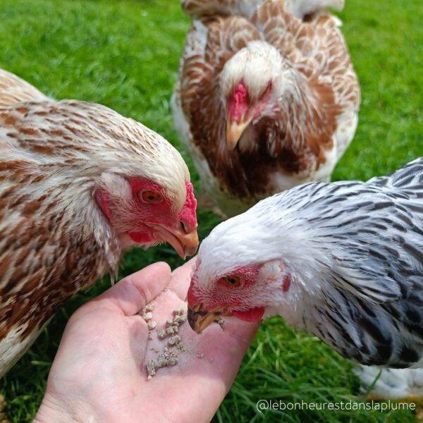 Granulés aux insectes pour poules & volailles 500g - Invers - Imagen 3