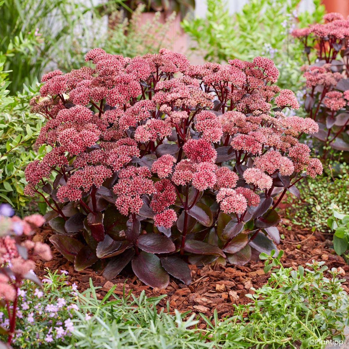 Sedum Black Knight Pot de 1L/1,5L