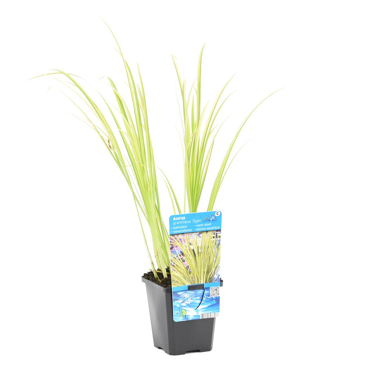 Acorus Ogon - Acore nain - Plantes de bassin - Résistante au gel - Hauteur 10-20 cm - Pot 9 cm - Image 1