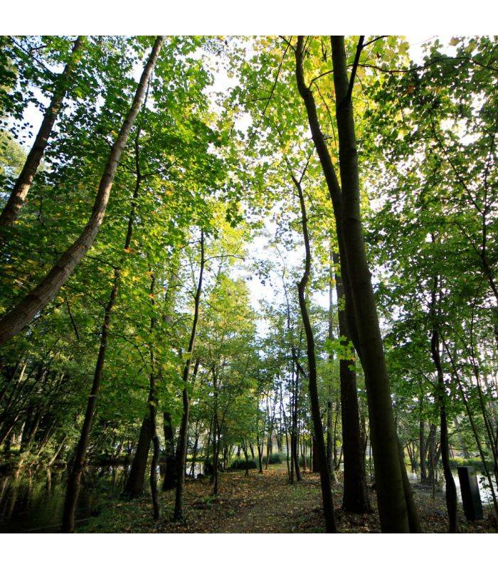 Graine de gazon Terra Sous Bois 10 kg pour esthétique et forte densité - Florivert 1201804 - Imagen 2