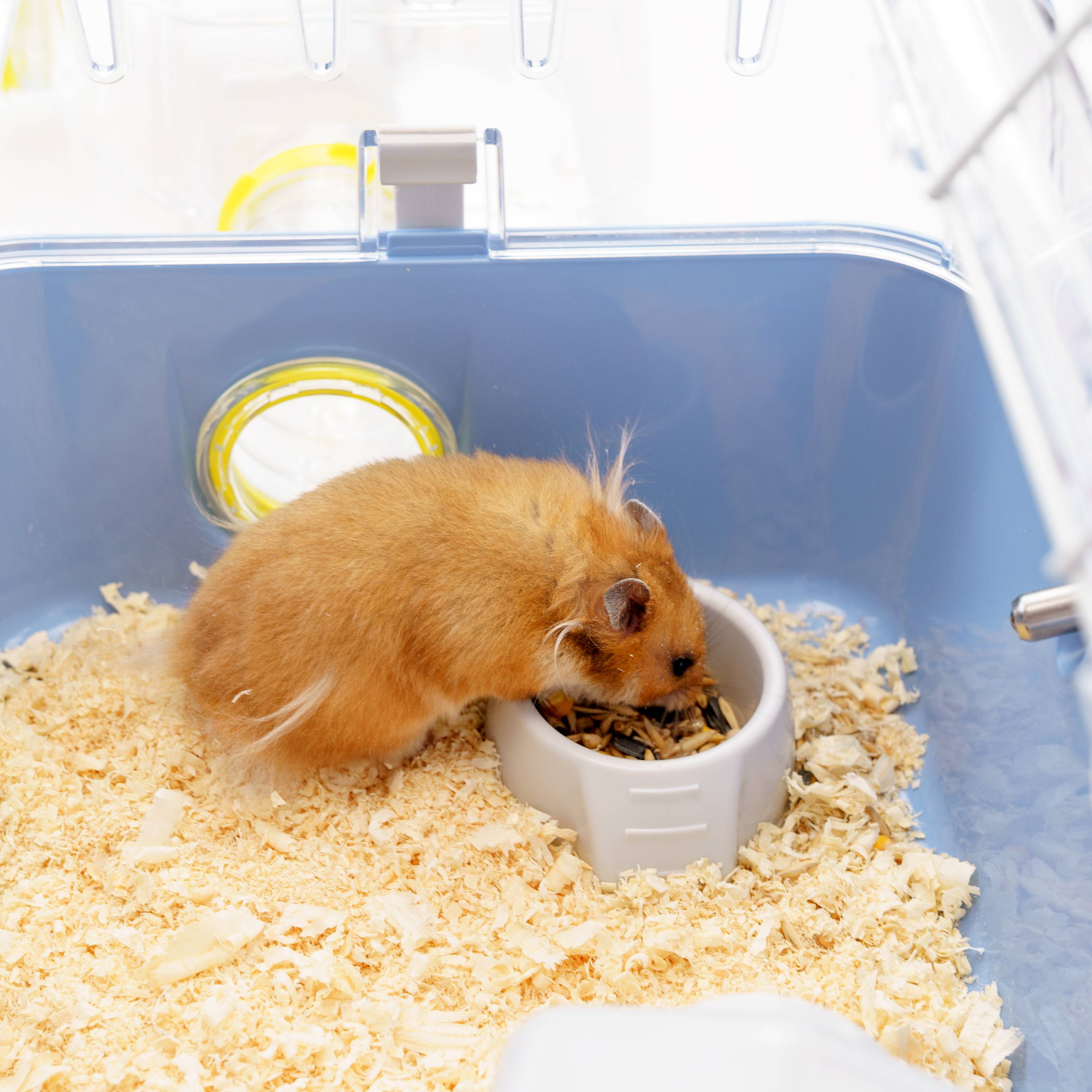 Ferplast - Ferplast Cage pour hamsters COMBI 2, habitat pour petits rongeurs, plastique robuste, toit avec grille qui s'ouvre, tunnel et module de jeux, - Imagen 6