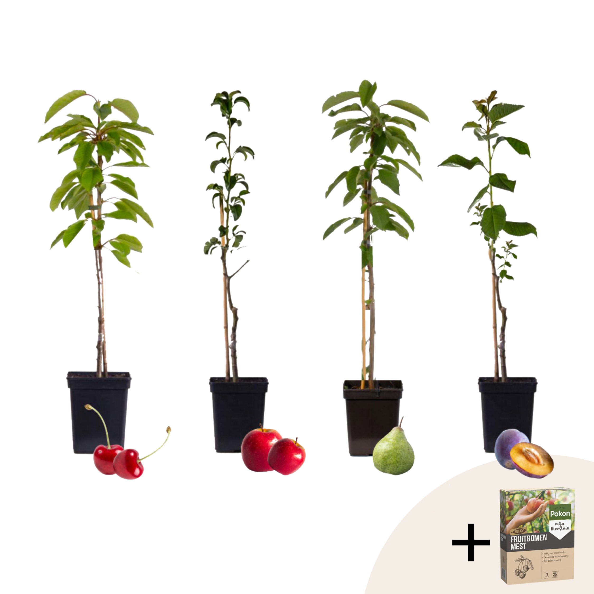 Mélange d'arbres fruitiers - Set de 4 - Malus, Pryus, Prunus - H60-70cm - ⌀9cm - Image 1