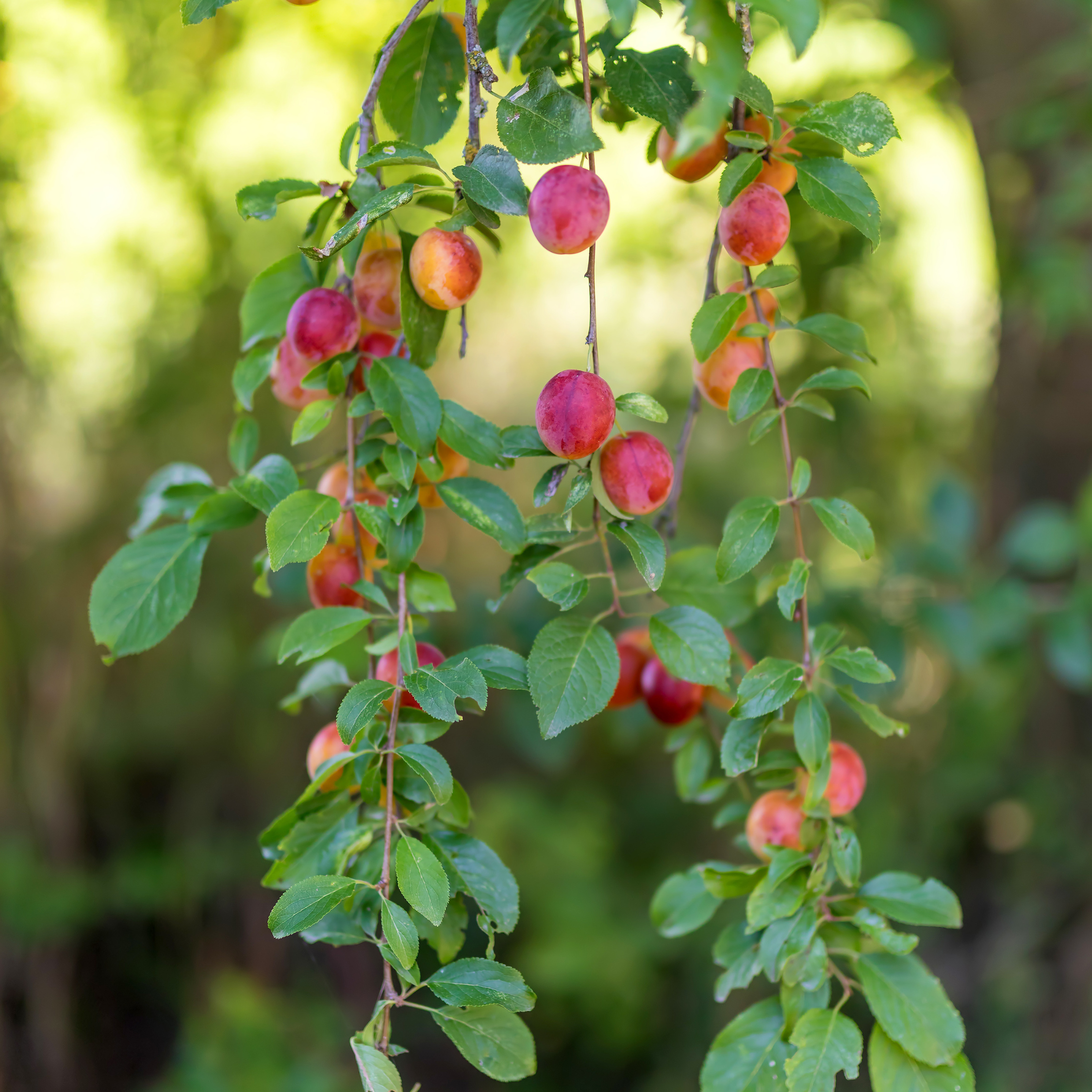 Mélange d'arbres fruitiers - Set de 4 - Malus, Pryus, Prunus - H60-70cm - ⌀9cm - Image 3