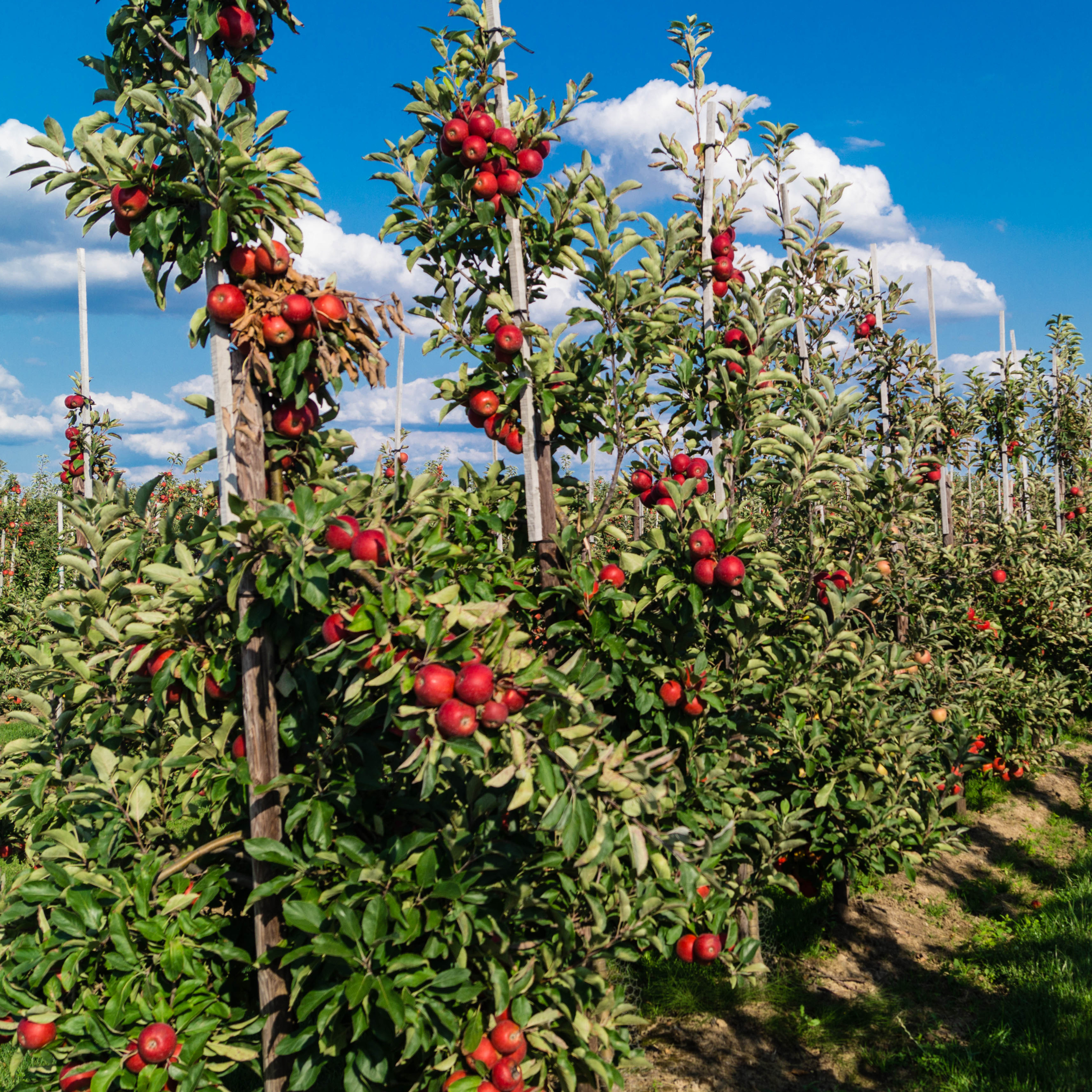 Mélange d'arbres fruitiers - Set de 4 - Malus, Pryus, Prunus - H60-70cm - ⌀9cm - Image 2