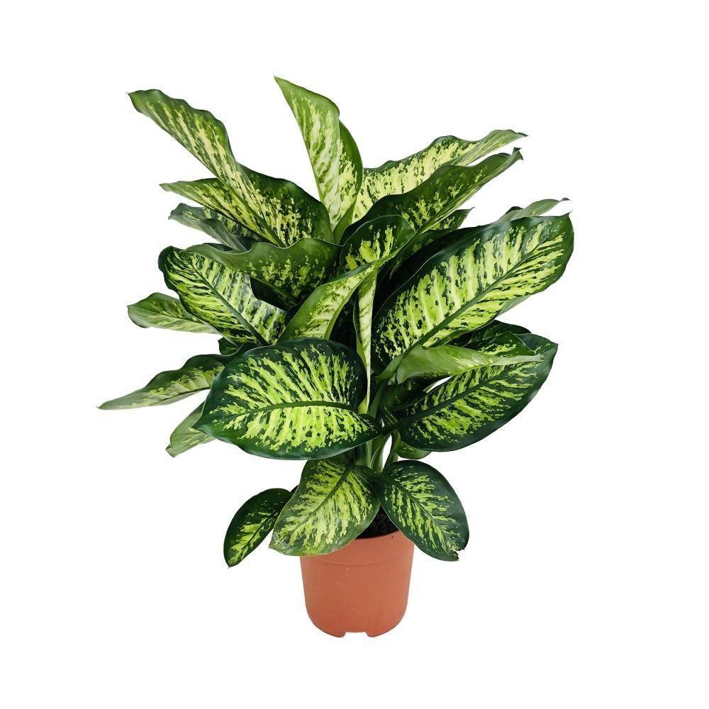 La Green Touch - Dieffenbachia Camilla 75cm - Plante d'intérieur- La Green Touch - Imagen 1