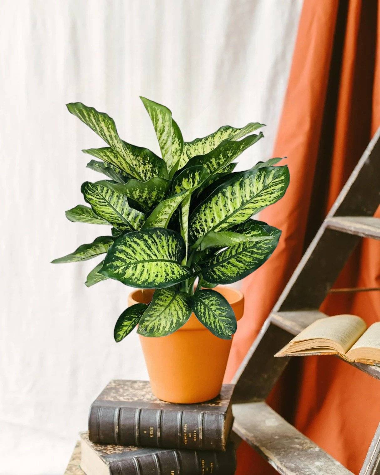 La Green Touch - Dieffenbachia Camilla 75cm - Plante d'intérieur- La Green Touch - Imagen 2