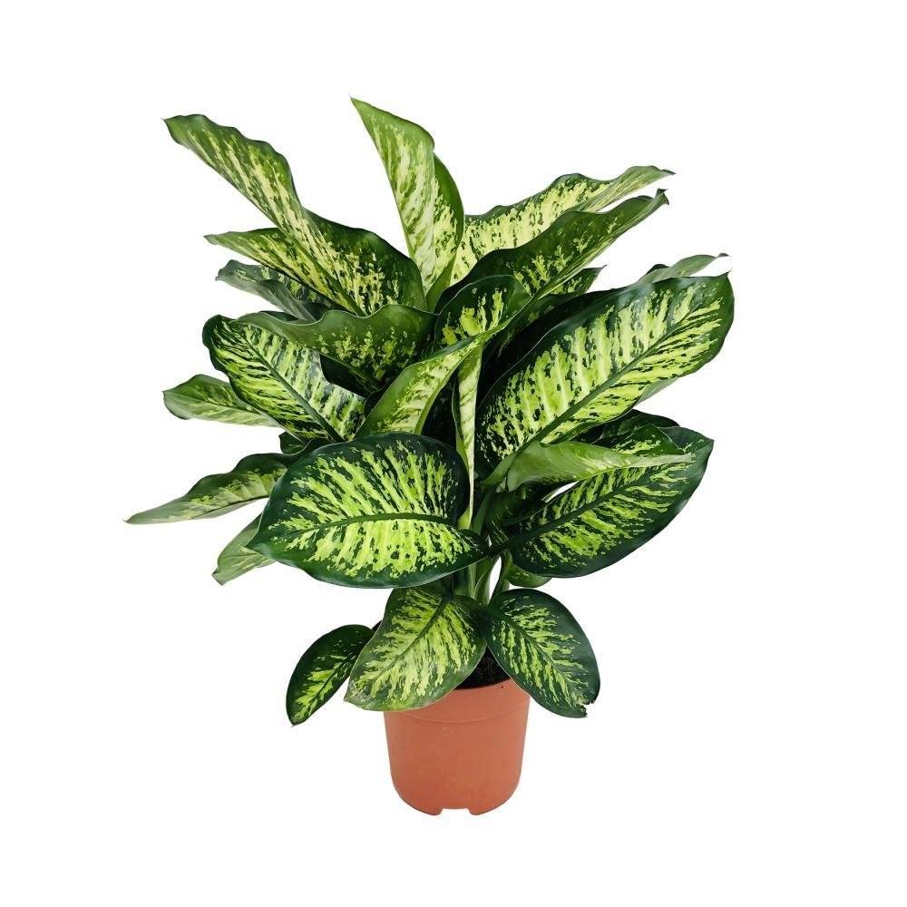 La Green Touch - Dieffenbachia Camilla 75cm - Plante d'intérieur- La Green Touch - Imagen 3