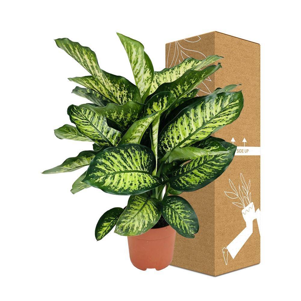 La Green Touch - Dieffenbachia Camilla 75cm - Plante d'intérieur- La Green Touch - Imagen 5