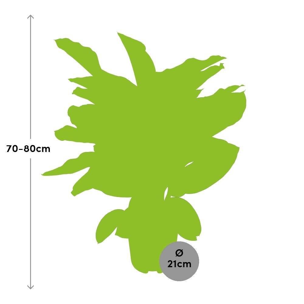 La Green Touch - Dieffenbachia Camilla 75cm - Plante d'intérieur- La Green Touch - Imagen 4