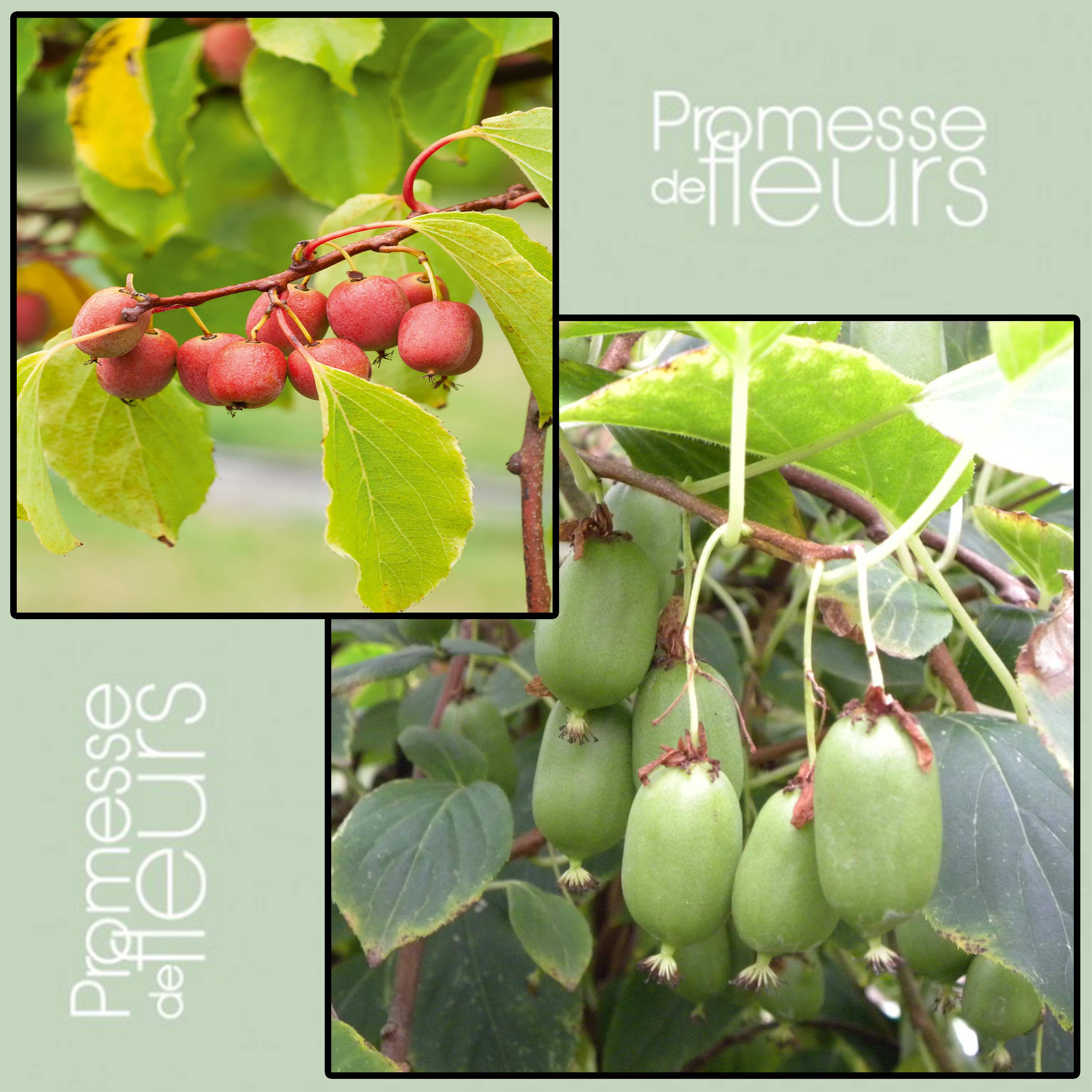 Promesse de Fleurs - Duo Kiwi de Sibérie 'Ken's Red' (femelle) + 'Issai' (pollinisateur) - Collection de 2 plantes