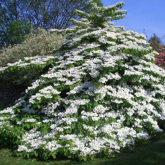 Viorne de Chine - Viburnum plicatum Tomentosum Pot de 2L/3L