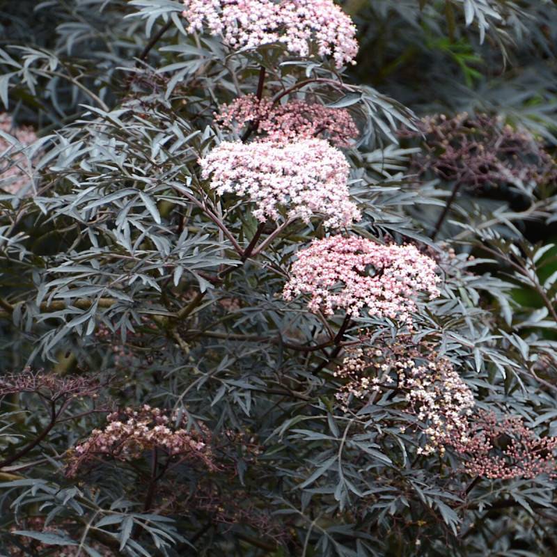 Sureau noir Black Lace® 'Eva', Sambucus à fleurs Rose - feuillage Caduc - Pot de 3L - 20/40 cm-  hauteur à maturité De 2,50 m à 3,00 m - Imagen 3