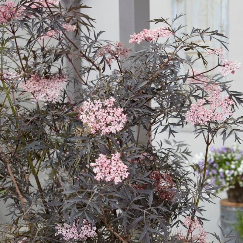 Sureau noir Black Lace® 'Eva', Sambucus à fleurs Rose - feuillage Caduc - Pot de 3L - 20/40 cm- hauteur à maturité De 2,50 m à 3,00 m - Image 6