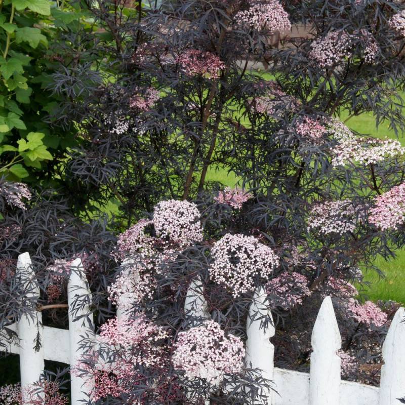 Sureau noir Black Lace® 'Eva', Sambucus à fleurs Rose - feuillage Caduc - Pot de 3L - 20/40 cm- hauteur à maturité De 2,50 m à 3,00 m - Image 2