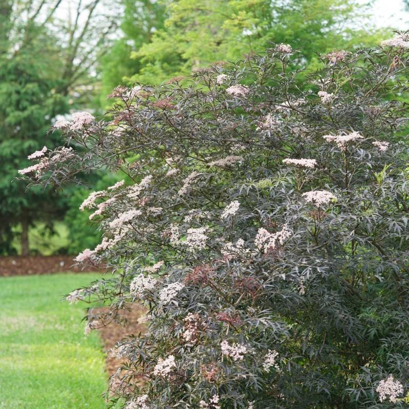 Sureau noir Black Lace® 'Eva', Sambucus à fleurs Rose - feuillage Caduc - Pot de 3L - 20/40 cm-  hauteur à maturité De 2,50 m à 3,00 m - Imagen 10