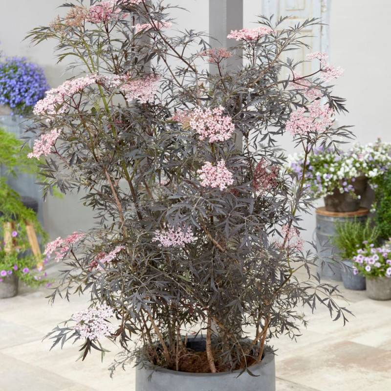Sureau noir Black Lace® 'Eva', Sambucus à fleurs Rose - feuillage Caduc - Pot de 3L - 20/40 cm-  hauteur à maturité De 2,50 m à 3,00 m - Imagen 5