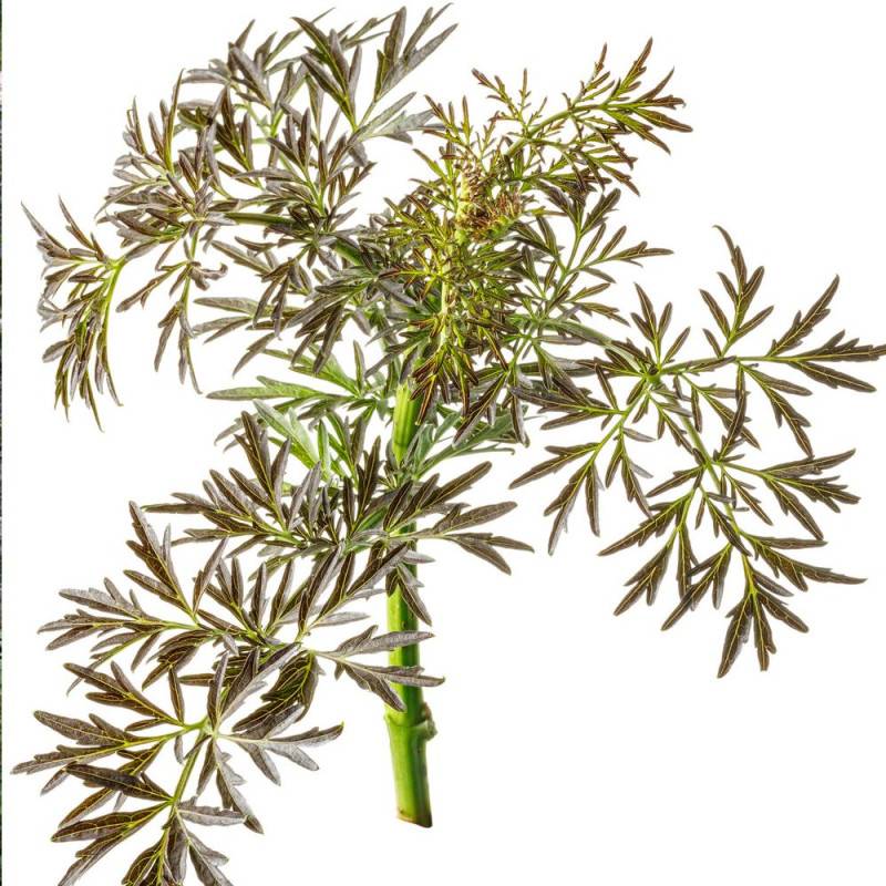 Sureau noir Black Lace® 'Eva', Sambucus à fleurs Rose - feuillage Caduc - Pot de 3L - 20/40 cm-  hauteur à maturité De 2,50 m à 3,00 m - Imagen 7