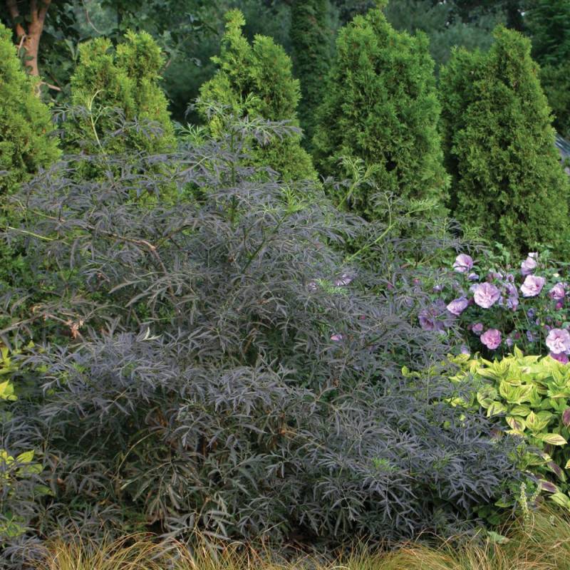 Sureau noir Black Lace® 'Eva', Sambucus à fleurs Rose - feuillage Caduc - Pot de 3L - 20/40 cm- hauteur à maturité De 2,50 m à 3,00 m - Image 9