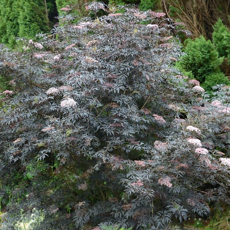 Sureau noir Black Lace® 'Eva', Sambucus à fleurs Rose - feuillage Caduc - Pot de 3L - 20/40 cm-  hauteur à maturité De 2,50 m à 3,00 m - Imagen 4