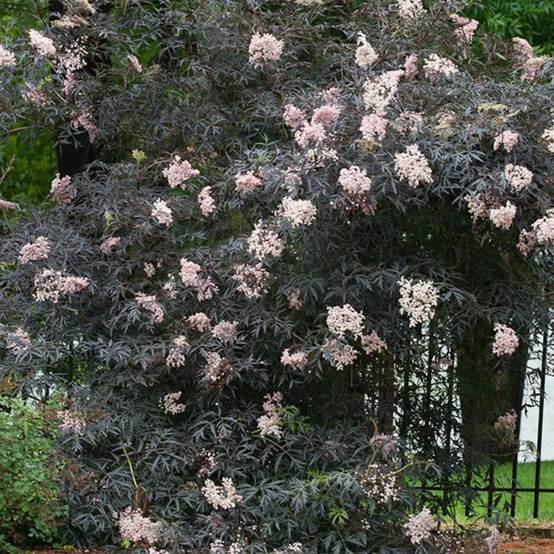 Sureau noir Black Lace® 'Eva', Sambucus à fleurs Rose - feuillage Caduc - Pot de 3L - 20/40 cm- hauteur à maturité De 2,50 m à 3,00 m - Image 8