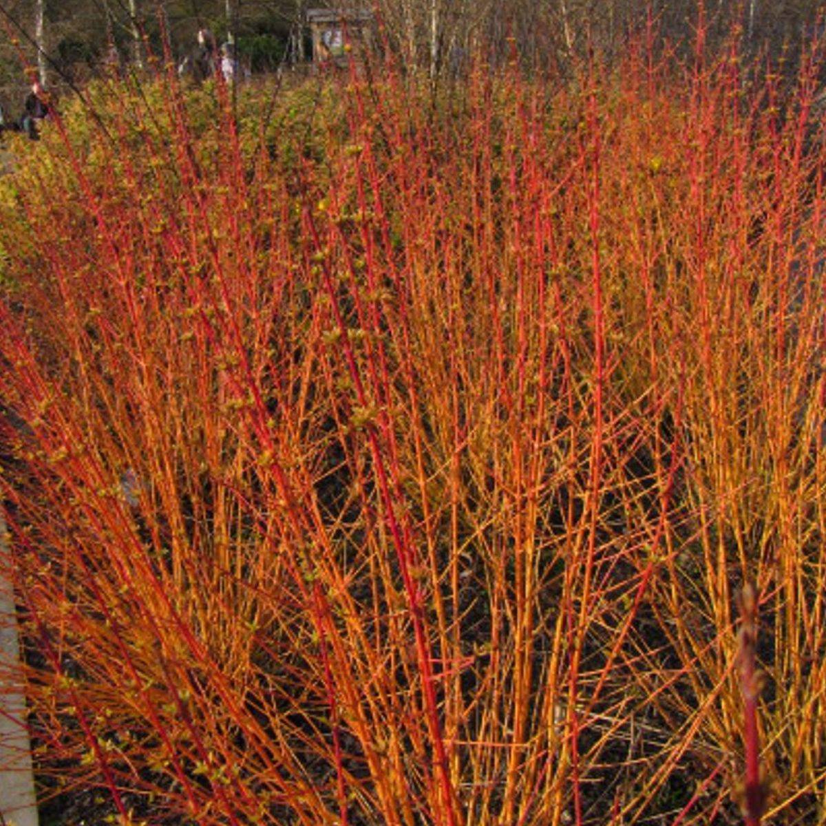 Cornouiller sanguin Anny's Winter Orange à fleurs Blanche - feuillage Caduc - Pot de 4L - 40/60 cm-  hauteur à maturité De 1,50 m à 2,00 mm - Imagen 1