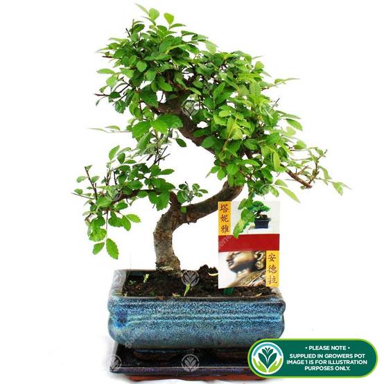 Gardenersdream - Bonsaï Chinois Elm De Gardenersdream - Arbre Bonsaï Japonais 'S' - Bonsai Plante Naturelle - Hauteur (Avec Pot) : 20-30 Cm - Pot Mini Bonsaï : 15 Cm - Image 2